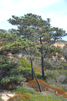 Pinus torreyana