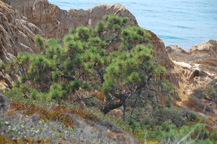 Pinus torreyana