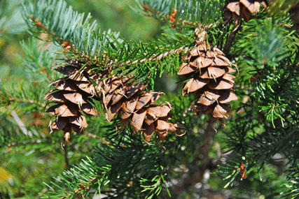 Pseudotsuga menziesii
