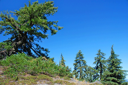 Pseudotsuga menziesii