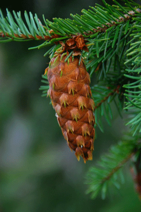 Pseudotsuga menziesii