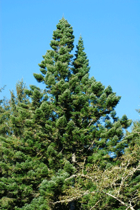 Abies grandis