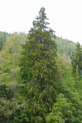 Chamaecyparis lawsoniana