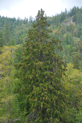 Chamaecyparis lawsoniana