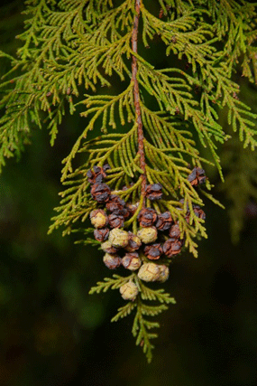 Chamaecyparis lawsoniana