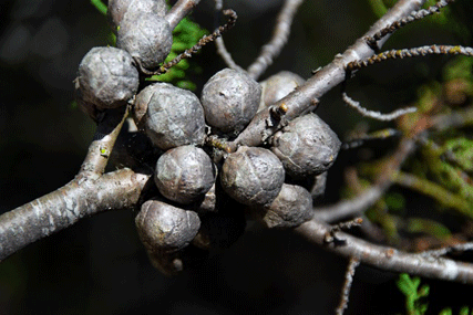 Cupressus abramsiana