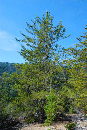 Cupressus abramsiana