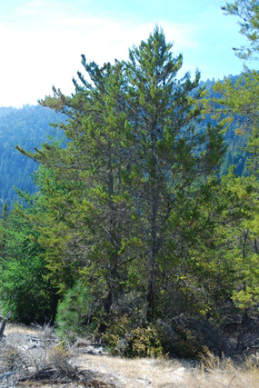 Cupressus abramsiana