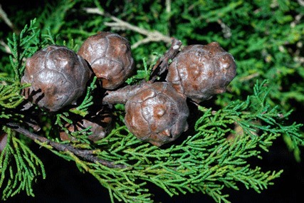 Cupressus butanoensis