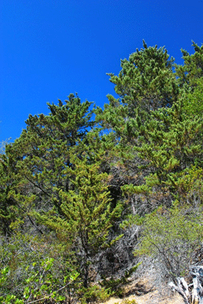 Cupressus butanoensis