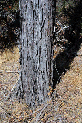 Cupressus butanoensis