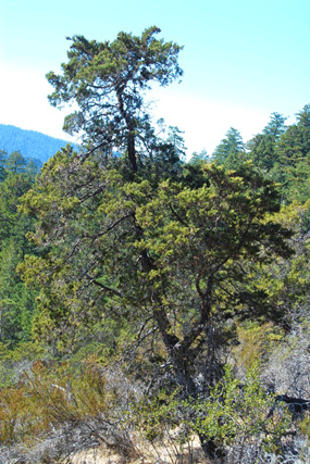 Cupressus butanoensis