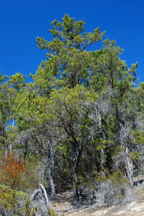 Cupressus butanoensis