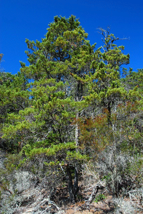 Cupressus butanoensis