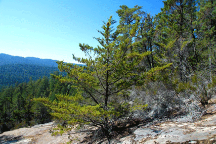 Cupressus butanoensis