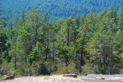 Cupressus butanoensis