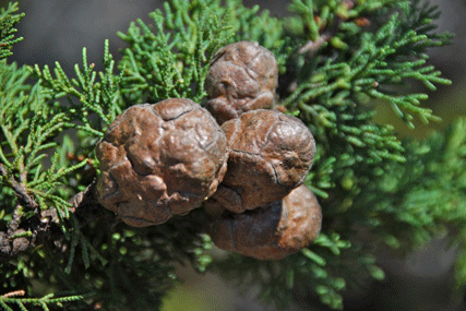 Cupressus butanoensis