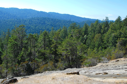 Cupressus butanoensis
