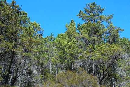 Cupressus butanoensis
