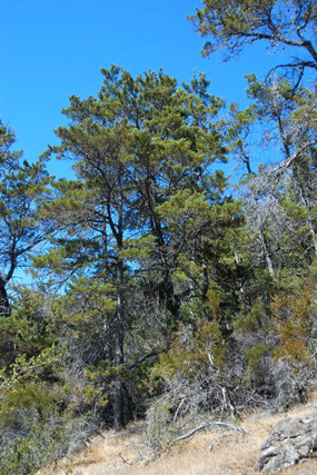 Cupressus butanoensis