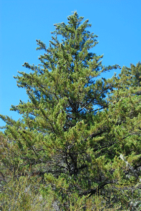 Cupressus butanoensis
