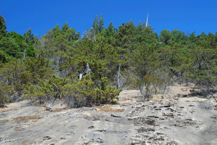 Cupressus butanoensis