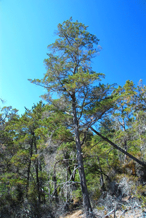 Cupressus butanoensis