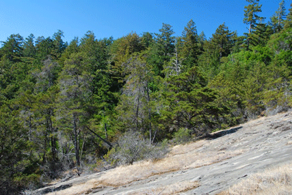 Cupressus butanoensis
