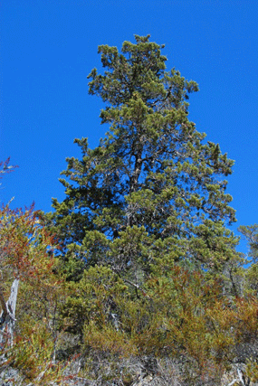 Cupressus butanoensis