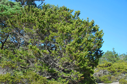 Cupressus goveniana