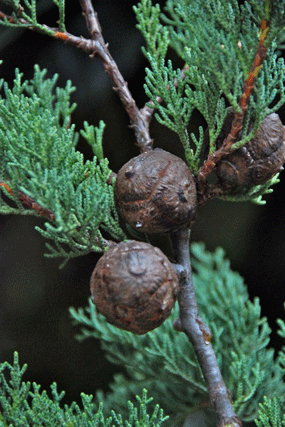 Cupressus guadalupensis