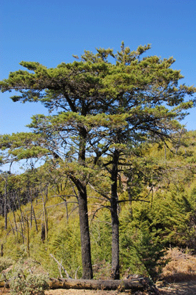 Cupressus sargentii