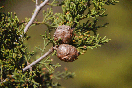 Cupressus sargentii