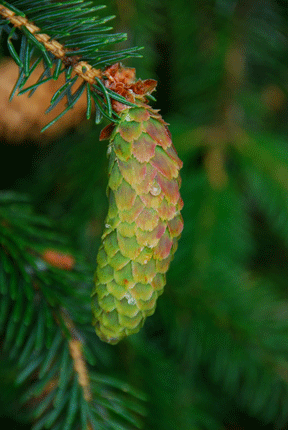 Picea sitchensis