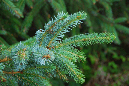 Picea sitchensis