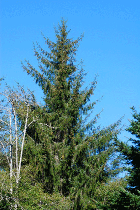 Picea sitchensis
