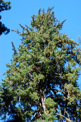 Picea sitchensis