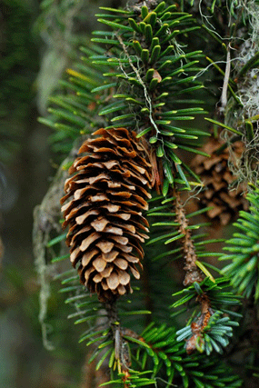 Picea sitchensis