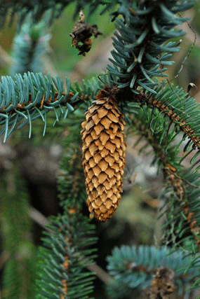 Picea sitchensis