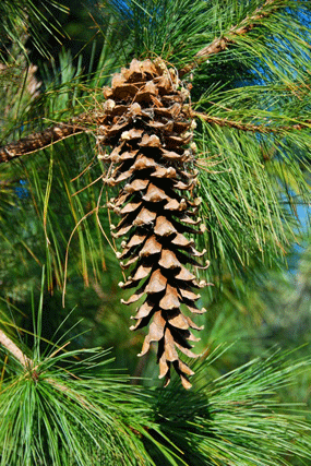 Pinus ayacahuite