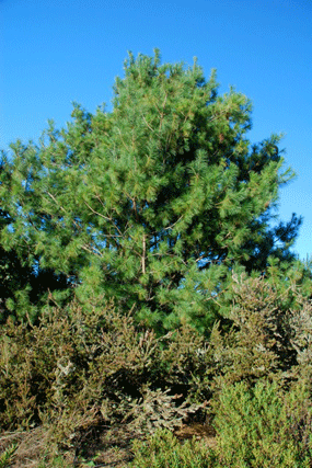 Pinus ayacahuite