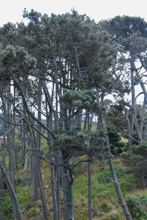 Pinus muricata borealis