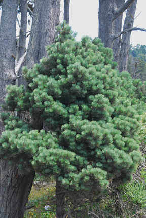 Pinus muricata borealis