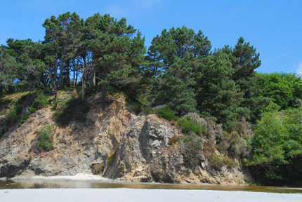 Pinus muricata borealis