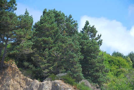 Pinus muricata borealis