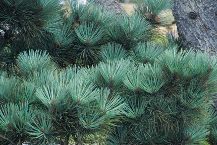 Pinus muricata borealis