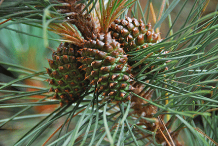 Pinus muricata borealis