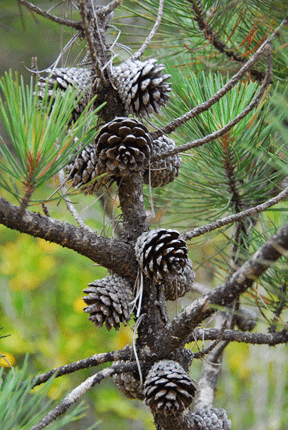 Pinus muricata borealis