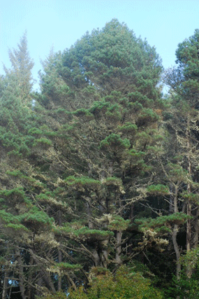 Pinus muricata borealis