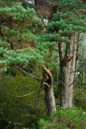 Pinus muricata borealis
